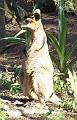 Wallaby-on-guard