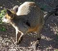 Wallaby