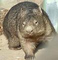 Wombat_2