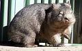 wombat