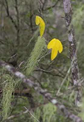 Autumn-leaves.jpg