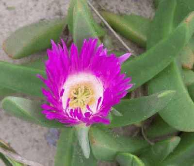 Beach-flower.jpg
