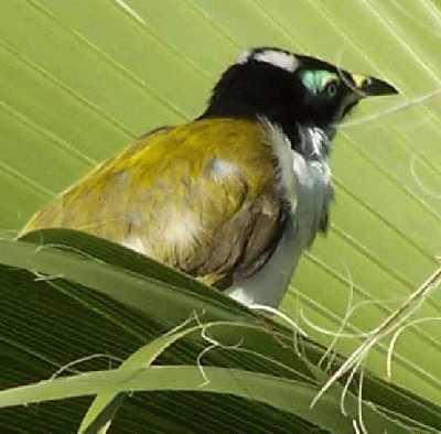 Bird-on-palm-tree.jpg