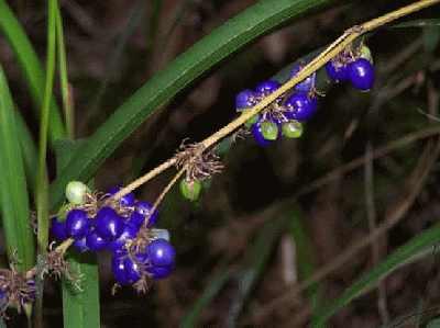 Blue-berries.jpg