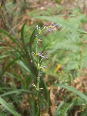 Blue-berry-flowers.jpg