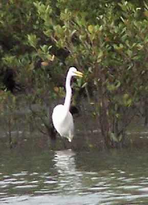 White-stork.jpg
