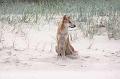 Coyote-on-sand-dune