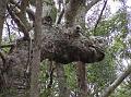 Dragon-tree_close-up