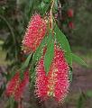 Long-bottle-brush