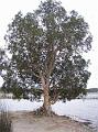 Tree-on-Lake-side