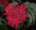 Vivid-Flowers