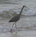 White-faced-heron