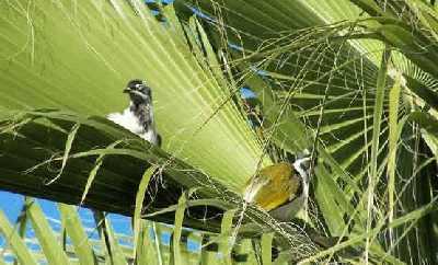 Birds-in-tree.jpg