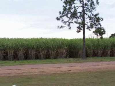 Cane-fields-on-the-way-into.jpg