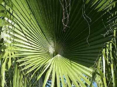 Palm-tree.jpg