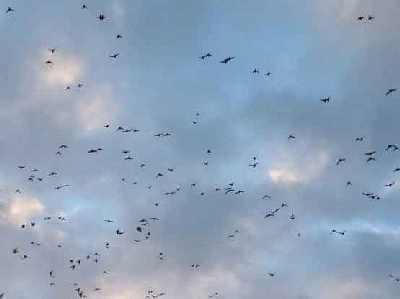 Rosellas-in-flight.jpg