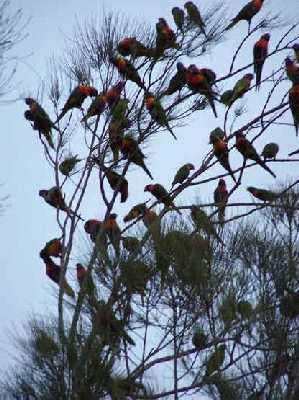 Rosellas-in-trees-on-Hervey.jpg