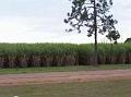 Cane-fields-on-the-way-into