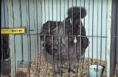 Black-Chinese-chook.jpg