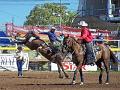 Buckingbronc