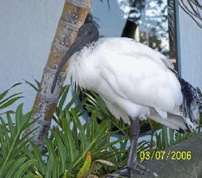 Ibis-again.jpg