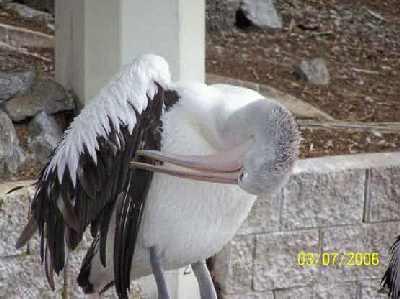 Pelican-cleaning.jpg