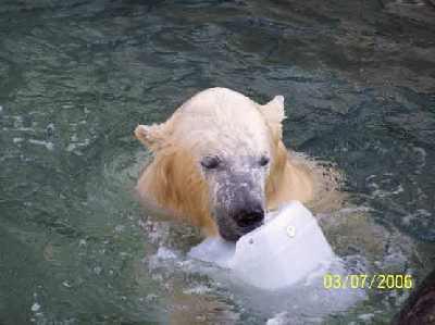 Polar-in-the-water.jpg