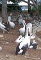 Pelicans