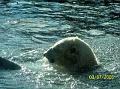 Polar-bear-head-shot