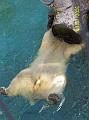 Polar-bear-tummy