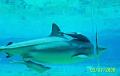 Shark-with-more-friends