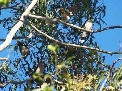 Birds-in-tree.jpg