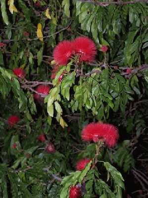 Bottle-brush-flowers.jpg