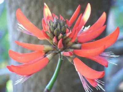 Flower-and-tree-closeup.jpg