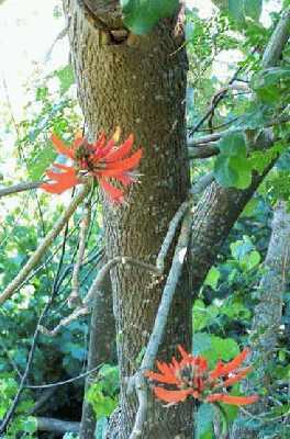 Flower-stalks-in-tree.jpg