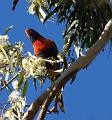 Rosella-at-bus-stop
