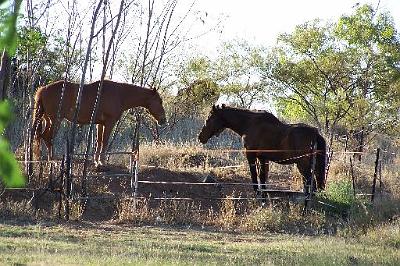 Cloncurryhorses.jpg