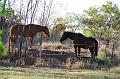 Cloncurryhorses