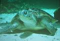 Greenseaturtle