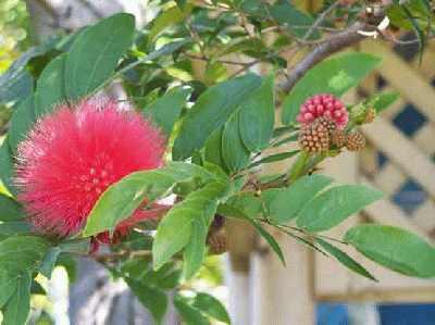 Fluffy-bottle-brush_2.jpg