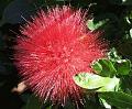 Fluffy-bottle-brush